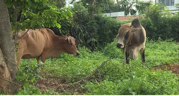 Trộm cáp tài sản tại Ninh Hòa - người thực hiện tội phạm bị phát hiện và tạm giữ ngay trong đêm